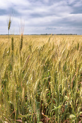 Wheat is a symbol of Ukraine and life. Wheat field. Ukrainian landscape. Nature in the rays of the evening sun. Spikelets at sunset. Grains of wheat. Ripe ear of corn in hand.