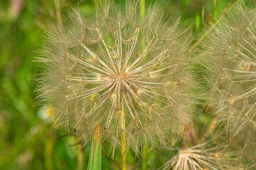 photograph of a dandelion flower in nature