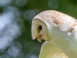A portrait of a Snowy Owl. The Barn Owl (Tyto a