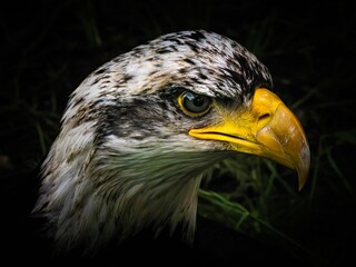 American bald eagle portrait. close-up view, its intricate feathers and distinctive yellow beak showcased against a softly blurred natural backdrop, evoking a sense of wild beauty.
