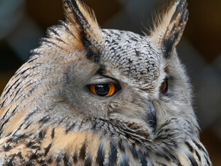 Beautiful eurasian great horned eagle owl portrait. (Bubo bubo) in summer nature, one of the largest species.
