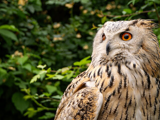 Beautiful eurasian great horned eagle owl portrait. (Bubo bubo) in summer nature, one of the largest species.