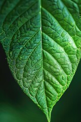 Fototapeta premium A close-up shot of a green leaf against a black background