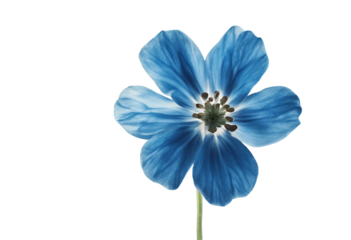 Blue flower isolated on transparent background cutout