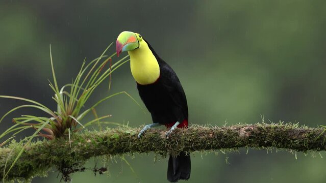 A toucan on a rainy day in the rainforest of Costa Rica