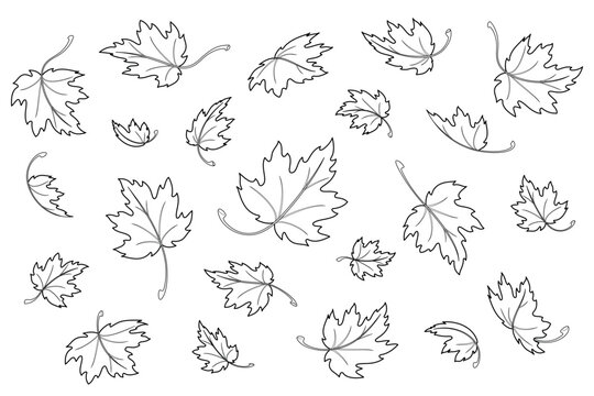 Maple leaves. Autumn background template with flying and falling leaves. Isolated black outline on white background. Vector illustration