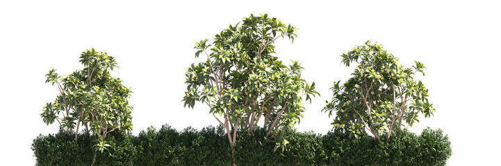line of trees, Various types of tree branch plants bushes shrub and and small plants isolated