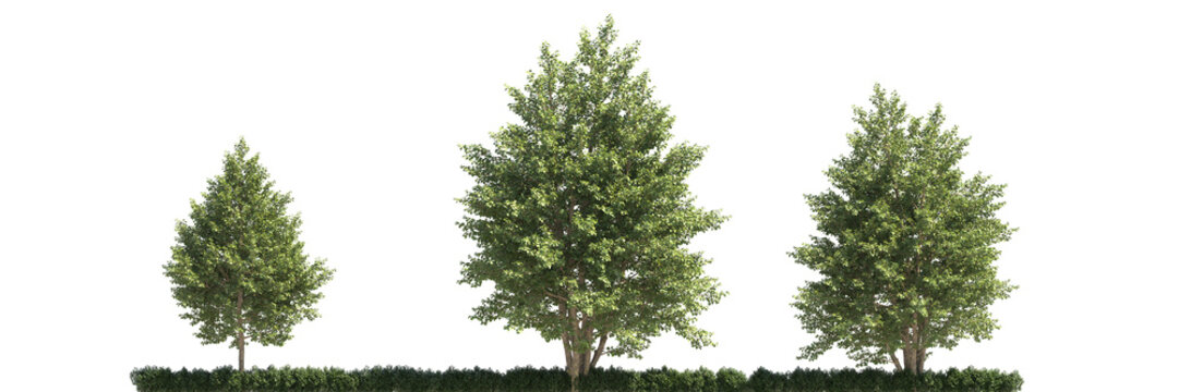 line of trees, Various types of tree branch plants bushes shrub and and small plants isolated