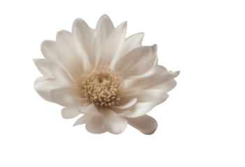 White beige flower isolated on transparent background cutout