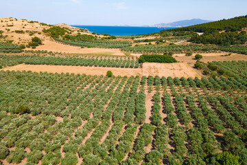 Aerial view of olive trees plantation for the production of table olive oil
