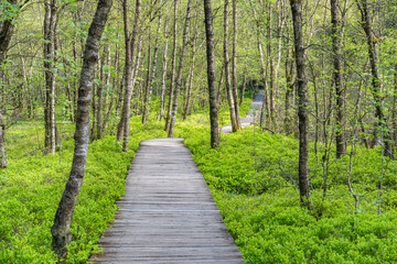 Obraz premium Wanderweg im roten Moor in der hessichen Rhön