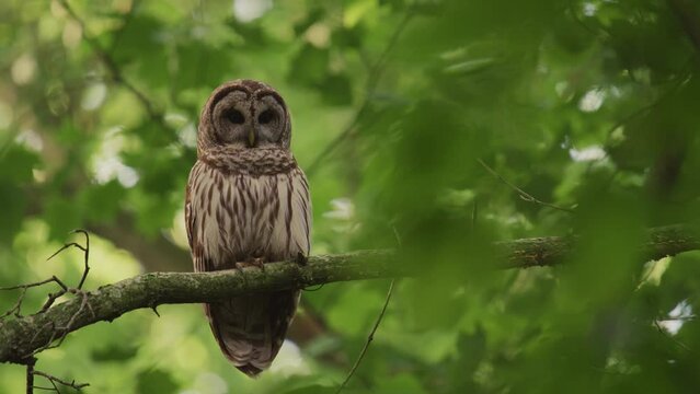 A barred owl hooting in the forest