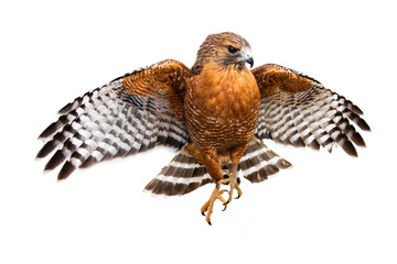 Red-Shouldered Hawk (Buteo lineatus) Photo, on a Transparent PNG Background