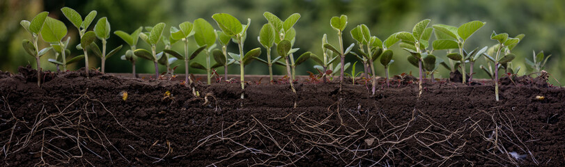 Young soybean plants with roots