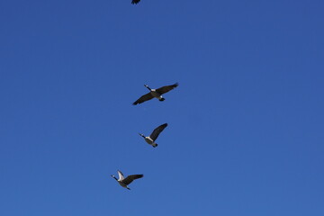 Flying  geese