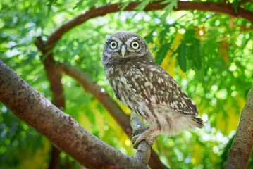 Little owl juvenile bird in natural habitat (Athene noctua)