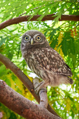 Little owl juvenile bird in natural habitat (Athene noctua)