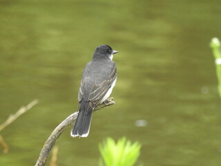 Eastern kingbird perched on a branch above the wetland waters of the Bombay Hook National Wildlife Refuge, Kent County, Delaware.