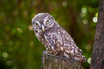 Little owl juvenile bird in natural habitat (Athene noctua)