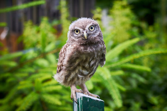Little owl juvenile bird in natural habitat (Athene noctua)