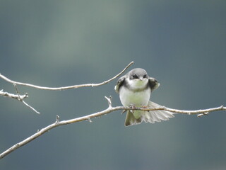A female tree swallow perched on a branch. Bombay Hook National Wildlife Refuge, Kent County, Delaware.