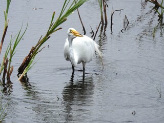 Great egret wading within the wetland waters of the Bombay hook National Wildlife Refuge, Kent county, Delaware.