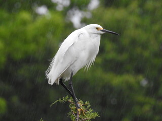 A snowy egret perched on top a juniper, during a rainstorm. Bombay Hook National Wildlife Refuge, Kent County, Delaware. 
