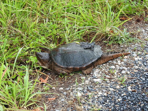 A common snapping turtle making its way to thicker vegetation, within the Bombay Hook National Wildlife Refuge, Kent County, Delaware.