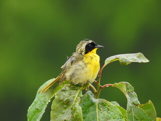 A common yellowthroat perched on the limb of a wet woodland shrub following a rainstorm. Bombay Hook National Wildlife Refuge, Kent County, Delaware. 