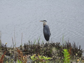 Great blue heron enjoying a summer day within the wetlands of the Bombay Hook National Wildlife Refuge, Kent County, Delaware