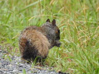 A hungry eastern gray squirrel, wet from rain, forages the woodland vegetation for food. Bombay Hook National Wildlife Refuge, Kent County, Delaware. 