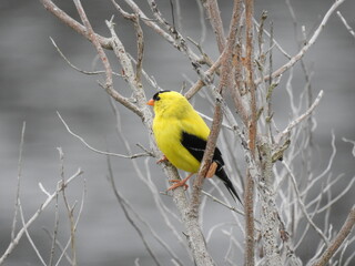 American goldfinch perched on a branch within the wetlands of the Bombay Hook National Wildlife Refuge, Kent County, Delaware. 