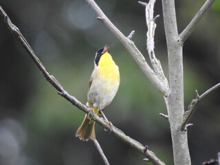 A common yellowthroat perched on a branch, singing a lovely tune. Bombay Hook National Wildlife Refuge, Kent County, Delaware. 