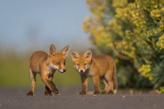 Red Fox Cubs in summertime baby and wild cute foxes vulpes vulpes, June 2024 United Kingdom 