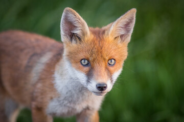 Close up portrait detail red fox cub vulpes vulpes