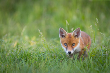 Red Fox Cubs in summertime baby and wild cute foxes vulpes vulpes, June 2024 United Kingdom 