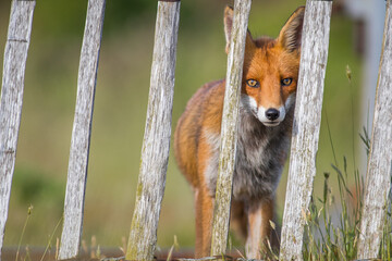 red fox curious looking though garden fence