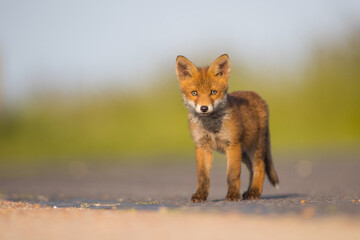 Red Fox Cubs in summertime baby and wild cute foxes vulpes vulpes, June 2024 United Kingdom 