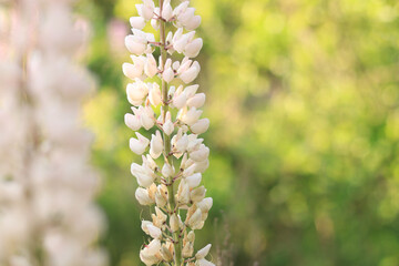 White lupine. Lupine flower close up with selective focus. Spring flower on a field or in a park. Blooming white lupine flower. Natural background. Lupine on a blurred background on a sunny day