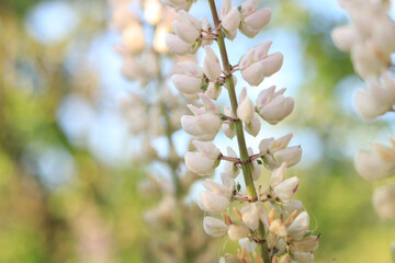 White lupine. Lupine flower close up with selective focus. Spring flower on a field or in a park. Blooming white lupine flower. Natural background. Lupine on a blurred background on a sunny day