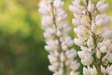 White lupine. Lupine flower close up with selective focus. Spring flower on a field or in a park. Blooming white lupine flower. Natural background. Lupine on a blurred background on a sunny day