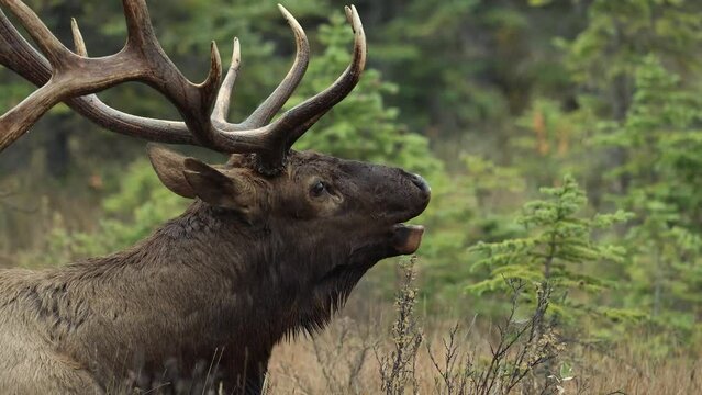 Bull elk bugling in the Rocky Mountains during the rut