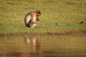 Bonnet macaque - Macaca radiata also zati, monkey endemic to southern India, related to the rhesus macaque, diurnal arboreal and terrestrial, on the tree and on the lake bank.