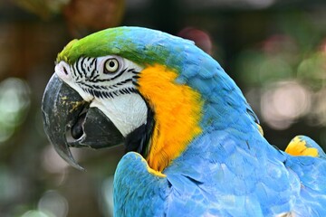 Colorful Macaw Head Shot