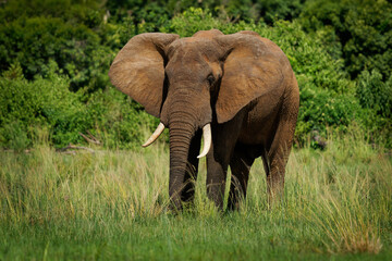 Fototapeta premium African Bush Elephant - Loxodonta africana big lonely elephant walking on the savannah and feeding on fresh green grass, close face to face view in Uganda and Congo