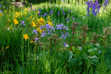 Siberian iris in spring garden. Group of blooming Siberian irises (iris sibirica) in the garden.Images for posters, calendars and printing