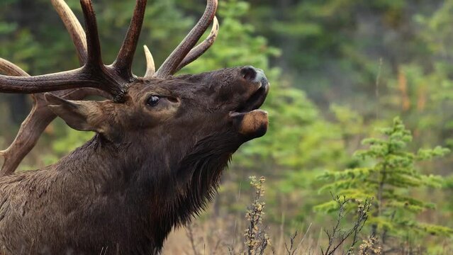 Bull elk bugling in the Rocky Mountains during the rut
