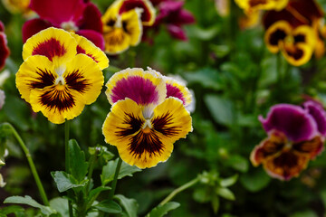 Pansy flowers or spring garden viola tricolor in spring garden. Gardening, landscape design, gardening with annual plants