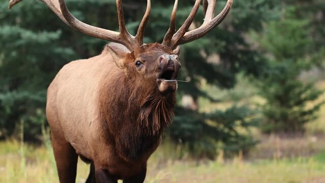 Bull elk bugling in the Rocky Mountains