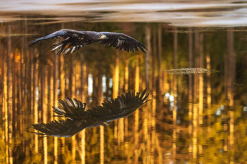 White-tailed eagle (Haliaeetus albicilla) flying around the other